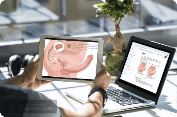 Modèles Clitoris 3D et Vulve